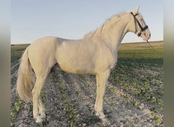 Altre razze Mix, Castrone, 4 Anni, 164 cm, Overo-tutti i colori