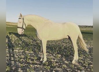 Altre razze Mix, Castrone, 4 Anni, 164 cm, Overo-tutti i colori