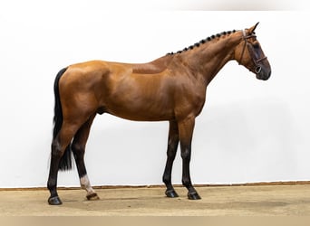 Altre razze, Castrone, 4 Anni, 165 cm, Baio