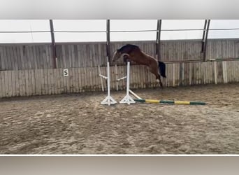 Altre razze, Castrone, 4 Anni, 165 cm, Baio ciliegia