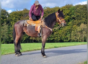 Altre razze, Castrone, 4 Anni, 165 cm, Baio roano