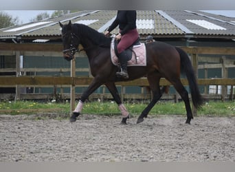 Altre razze, Castrone, 4 Anni, 165 cm, Baio scuro