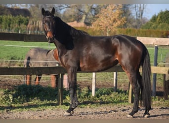 Altre razze, Castrone, 4 Anni, 165 cm, Baio scuro