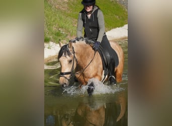 Altre razze, Castrone, 4 Anni, 165 cm, Falbo