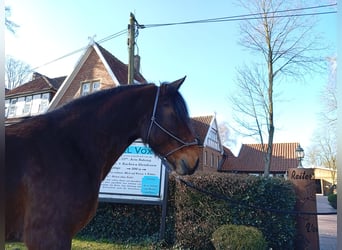 Altre razze, Castrone, 4 Anni, 173 cm, Baio scuro