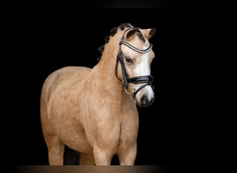 Altre razze, Castrone, 5 Anni, 116 cm