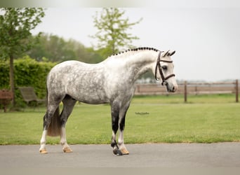 Altre razze, Castrone, 5 Anni, 125 cm, Grigio