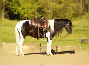 Altre razze, Castrone, 5 Anni, 132 cm, Pezzato