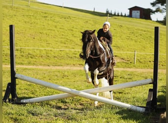 Altre razze, Castrone, 5 Anni, 132 cm, Pezzato