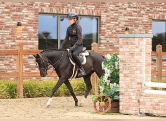 Altre razze, Castrone, 5 Anni, 136 cm