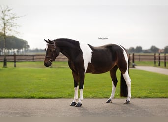 Altre razze, Castrone, 5 Anni, 136 cm