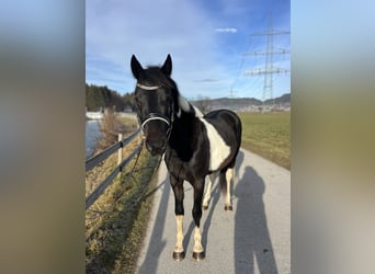 Altre razze, Castrone, 5 Anni, 138 cm, Pezzato