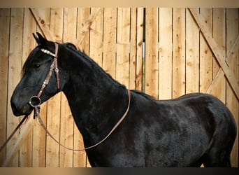 Altre razze, Castrone, 5 Anni, 142 cm, Morello