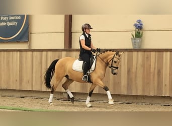 Altre razze, Castrone, 5 Anni, 145 cm, Pelle di daino