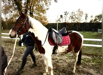 Altre razze, Castrone, 5 Anni, 145 cm, Pezzato