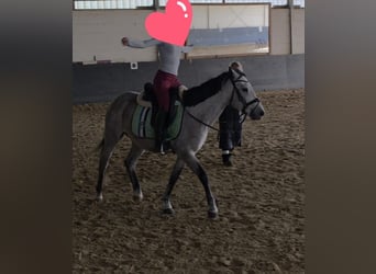 Altre razze, Castrone, 5 Anni, 146 cm, Grigio