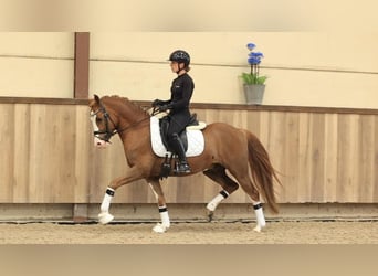 Altre razze, Castrone, 5 Anni, 146 cm, Sauro