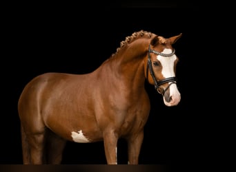Altre razze, Castrone, 5 Anni, 146 cm, Sauro