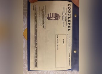 Altre razze, Castrone, 5 Anni, 148 cm, Grigio