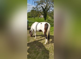 Altre razze Mix, Castrone, 5 Anni, 148 cm, Pezzato