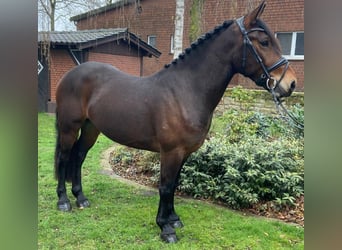 Altre razze, Castrone, 5 Anni, 153 cm, Baio