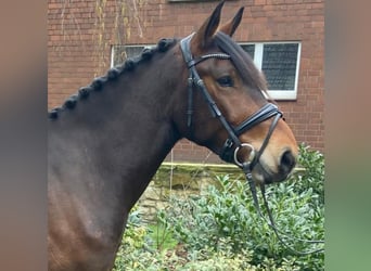 Altre razze, Castrone, 5 Anni, 153 cm, Baio