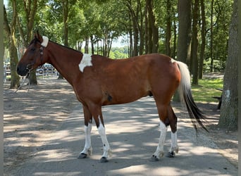 Altre razze, Castrone, 5 Anni, 155 cm, Pezzato