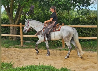 Altre razze, Castrone, 5 Anni, 156 cm, Grigio