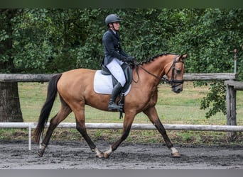 Altre razze, Castrone, 5 Anni, 157 cm, Falbo