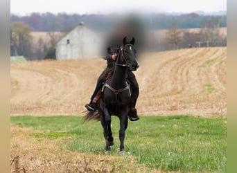 Altre razze, Castrone, 5 Anni, 157 cm, Morello