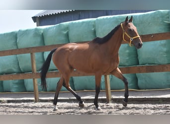 Altre razze, Castrone, 5 Anni, 158 cm, Baio