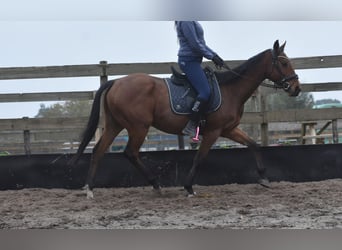 Altre razze, Castrone, 5 Anni, 158 cm, Baio