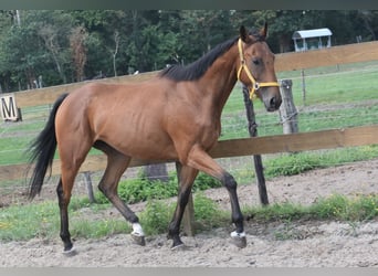 Altre razze, Castrone, 5 Anni, 158 cm, Baio