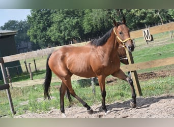 Altre razze, Castrone, 5 Anni, 158 cm, Baio