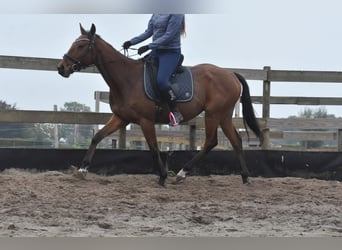 Altre razze, Castrone, 5 Anni, 158 cm, Baio
