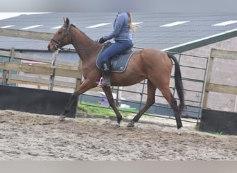 Altre razze, Castrone, 5 Anni, 158 cm, Baio