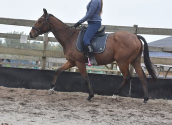 Altre razze, Castrone, 5 Anni, 158 cm, Baio