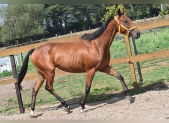 Altre razze, Castrone, 5 Anni, 158 cm, Baio