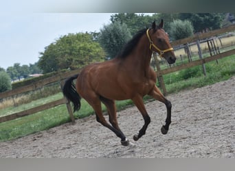 Altre razze, Castrone, 5 Anni, 158 cm, Baio