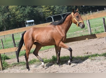 Altre razze, Castrone, 5 Anni, 158 cm, Baio