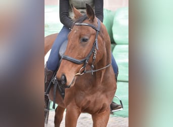 Altre razze, Castrone, 5 Anni, 158 cm