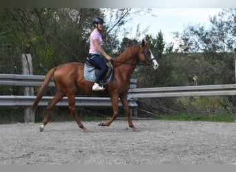 Altre razze, Castrone, 5 Anni, 158 cm, Sauro