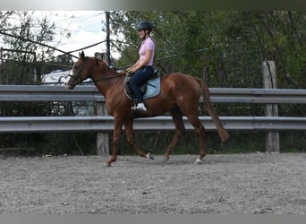 Altre razze, Castrone, 5 Anni, 158 cm, Sauro