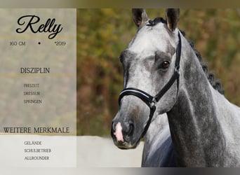 Altre razze, Castrone, 5 Anni, 160 cm, Grigio ferro