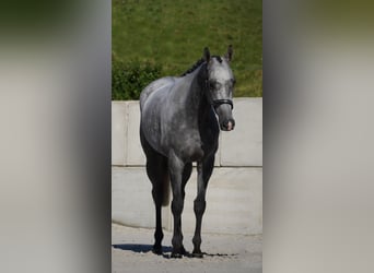 Altre razze, Castrone, 5 Anni, 160 cm, Grigio ferro