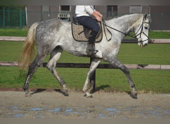 Altre razze, Castrone, 5 Anni, 161 cm, Grigio