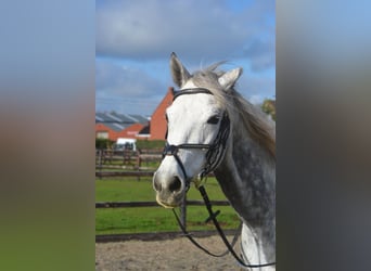 Altre razze, Castrone, 5 Anni, 161 cm, Grigio