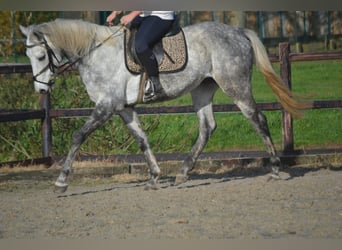 Altre razze, Castrone, 5 Anni, 161 cm, Grigio