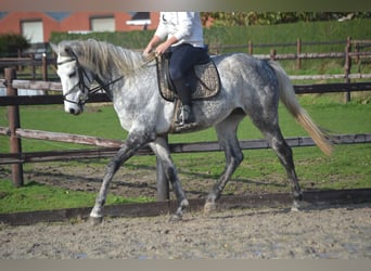 Altre razze, Castrone, 5 Anni, 161 cm, Grigio