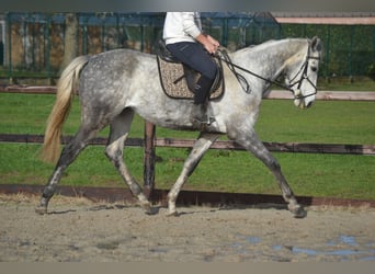 Altre razze, Castrone, 5 Anni, 161 cm, Grigio